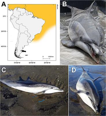 A Visitor of Tropical Waters: First Record of a Clymene Dolphin (Stenella clymene) Off the Patagonian Coast of Argentina, With Comments on Diet and Metazoan Parasites